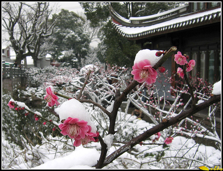 【阳春白雪映红梅摄影图片】宁波生态摄影