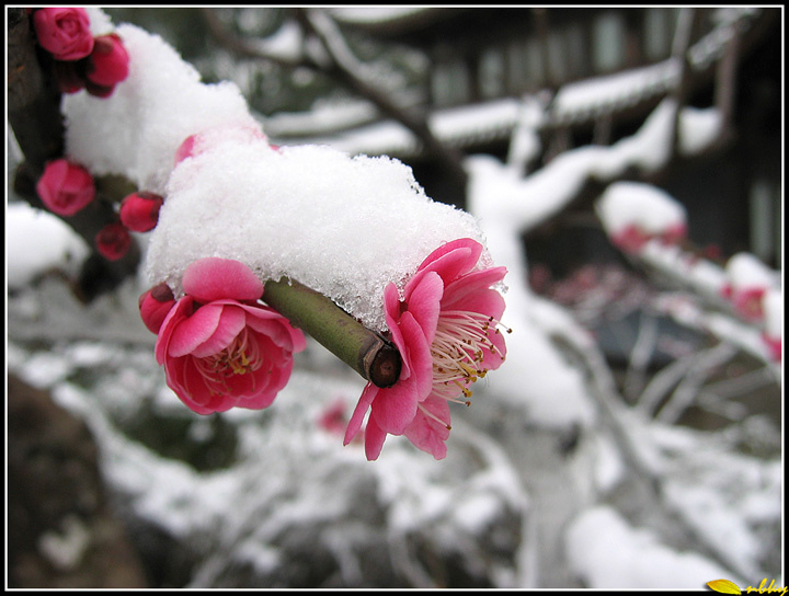 【阳春白雪映红梅摄影图片】宁波生态摄影