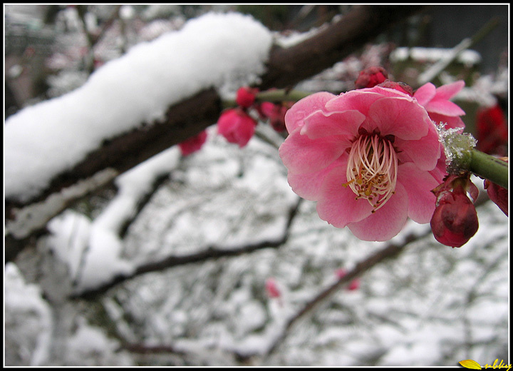 【阳春白雪映红梅摄影图片】宁波生态摄影