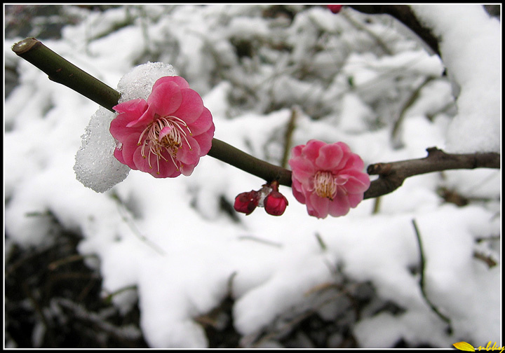 【阳春白雪映红梅摄影图片】宁波生态摄影