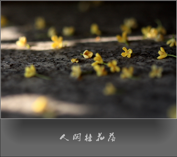 桂花雨_桂花雨 琦君