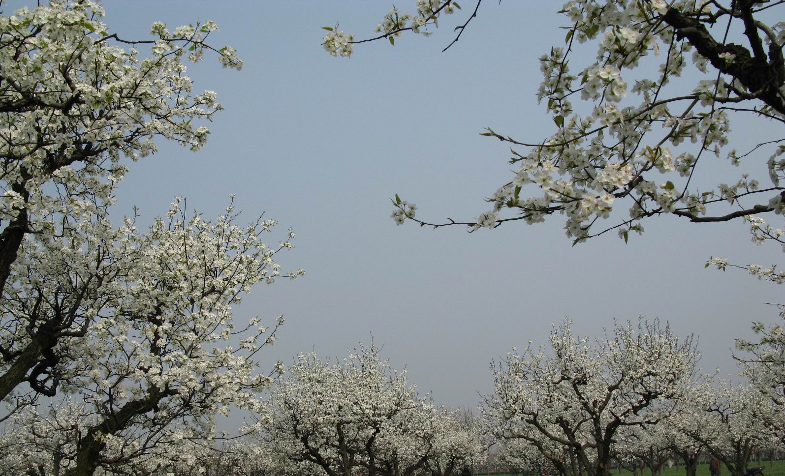 砀山梨花
