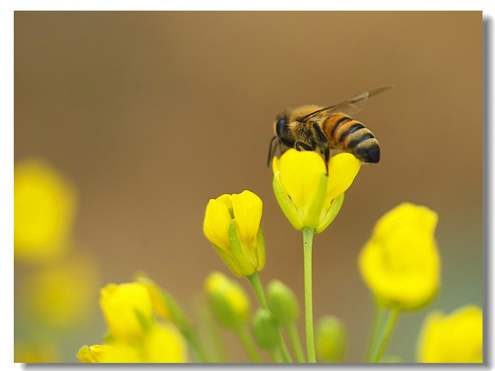 【蜜蜂摄影图片】深圳观澜生态摄影