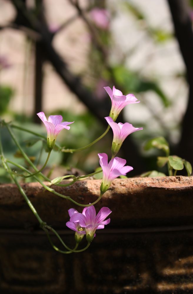 四叶草花图片