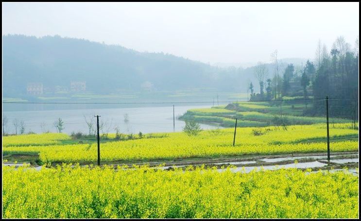 金色春天.汉中油菜花采风.