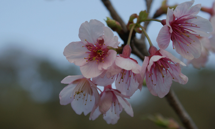 山樱花