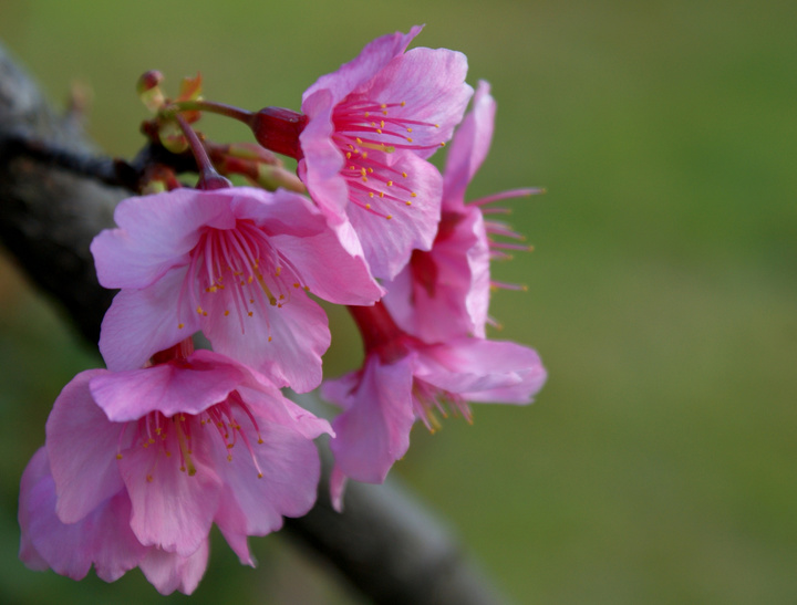 山樱花