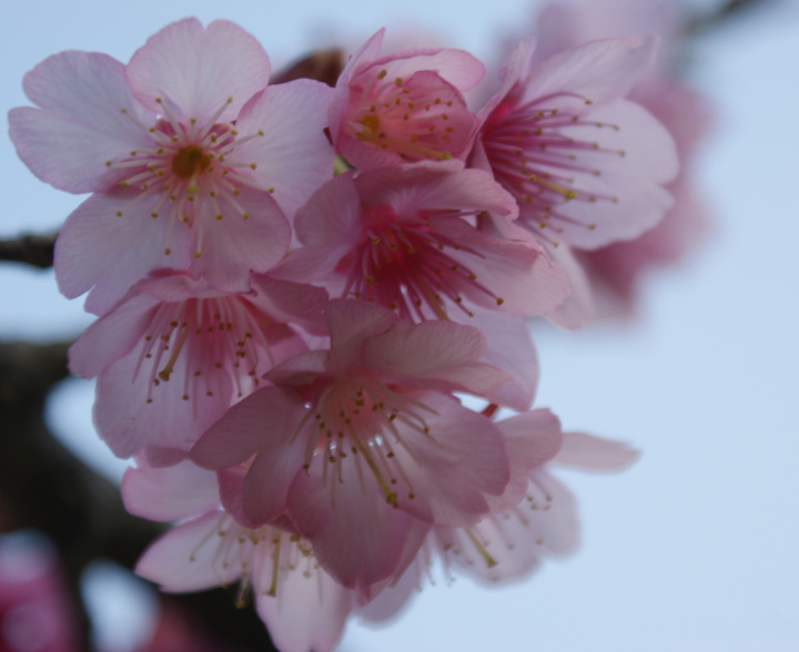 山樱花