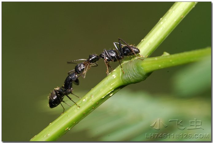 【两只蚂蚁的交流摄影图片】郑州生态摄影_小