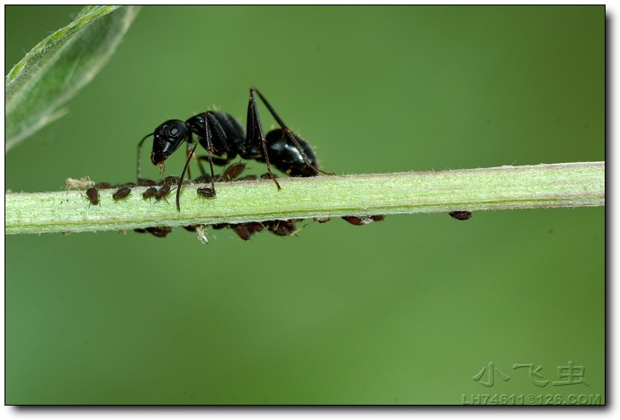 【蚂蚁放牧图摄影图片】郑州生态摄影_小飞虫