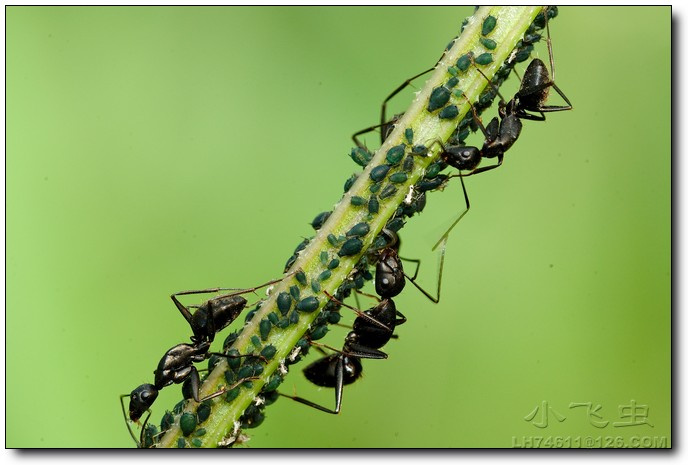 【蚂蚁放牧图摄影图片】郑州生态摄影_小飞虫