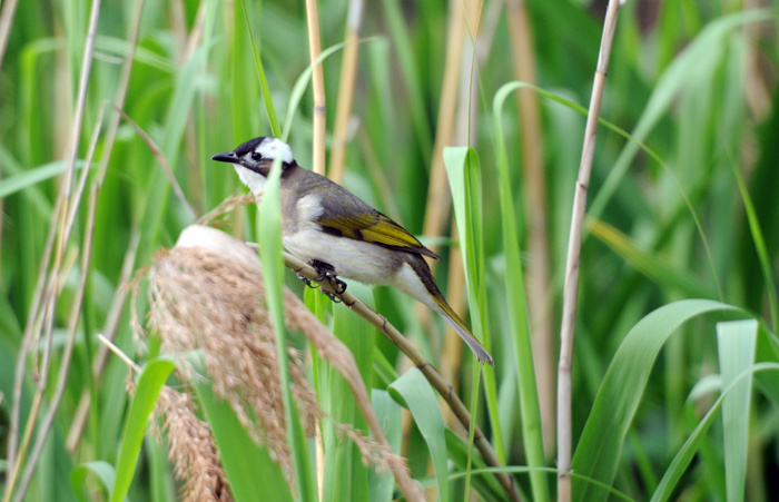 【上海炮台湾湿地公园拍鸟(小鸟)摄影图片】上