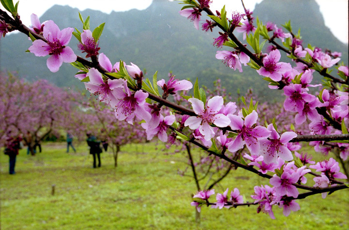 又是桃花盛开时