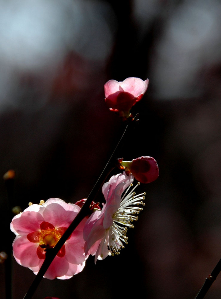 梅花