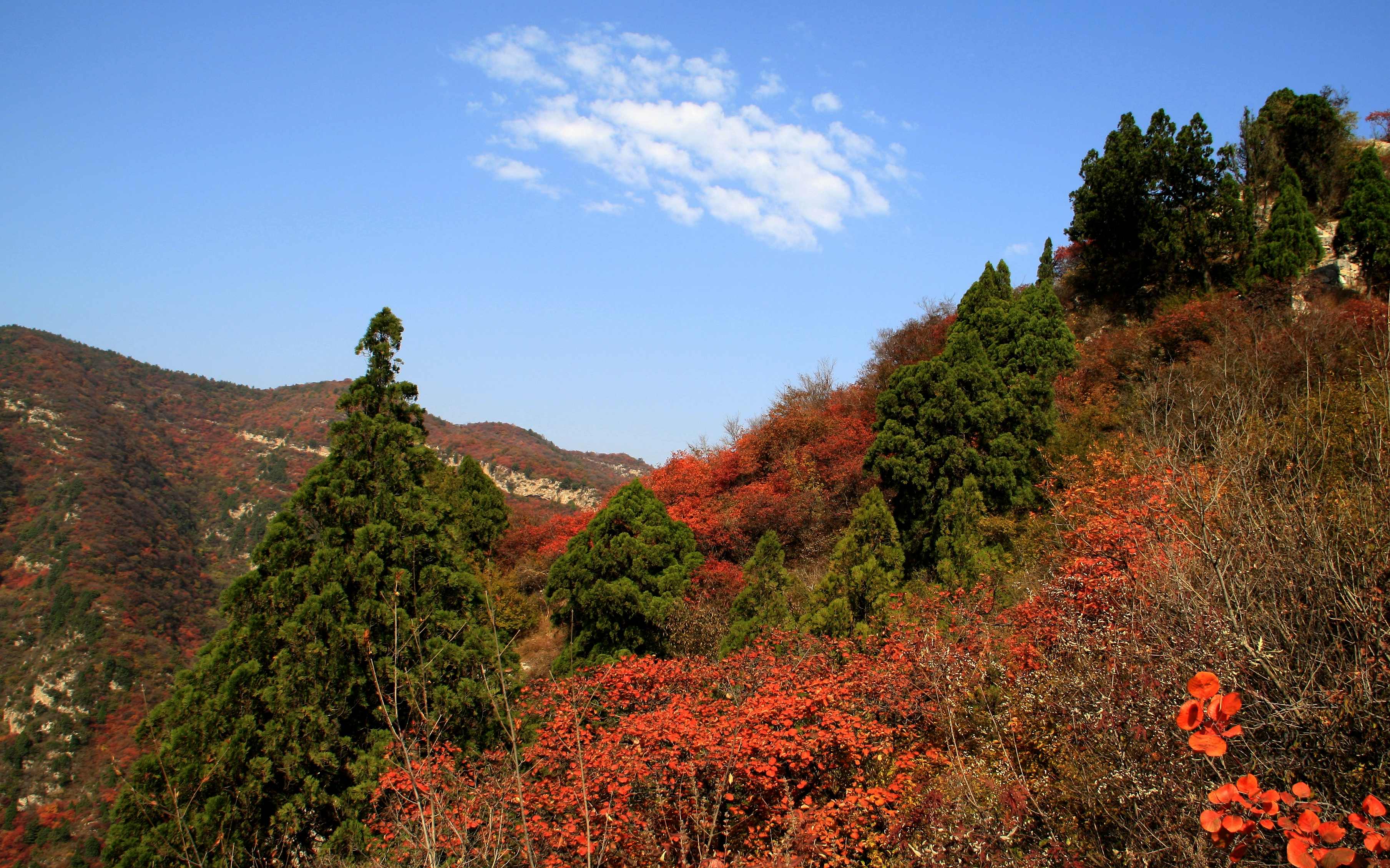 仙台山秋色