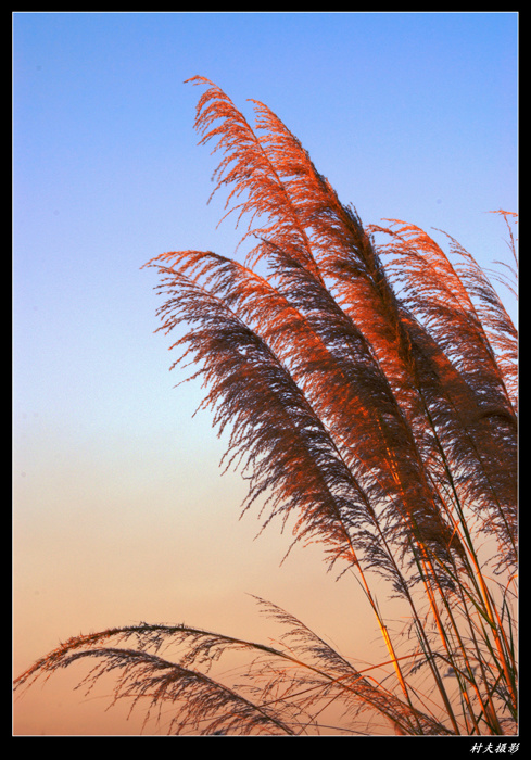夕阳下的芦苇