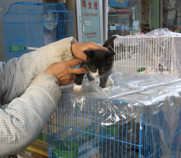 【卖猫崽的阿婆摄影图片】江滩宠物市场纪实摄
