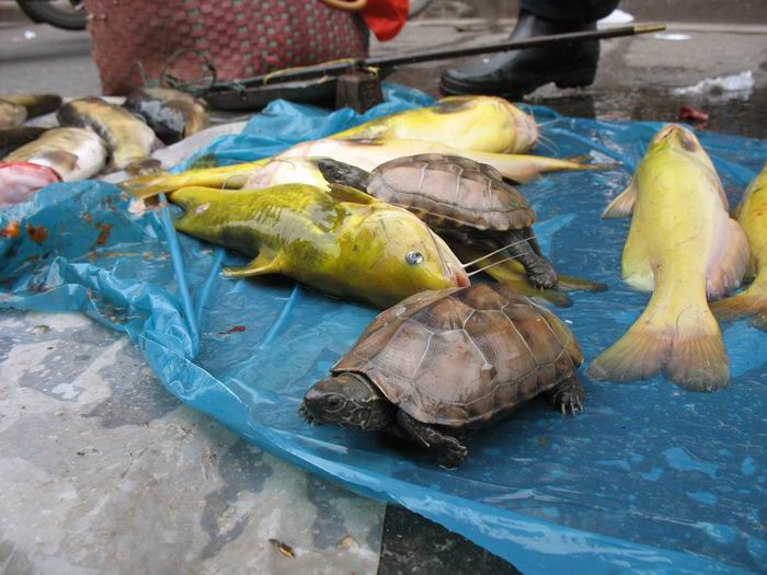 【龟鱼殇摄影图片】汉口沈阳路集贸市场纪实摄