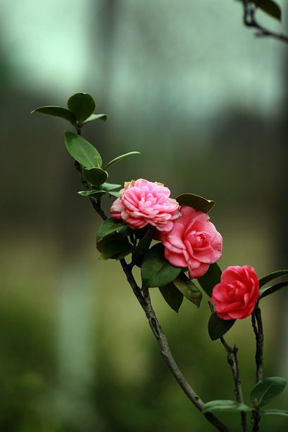 【茶花会摄影图片】凤凰广场生态摄影_太平洋电脑网
