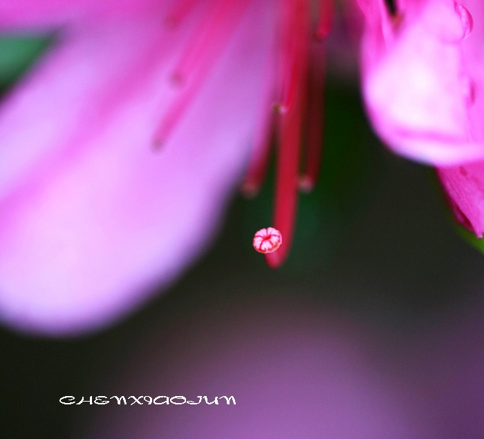 花瓣.雨