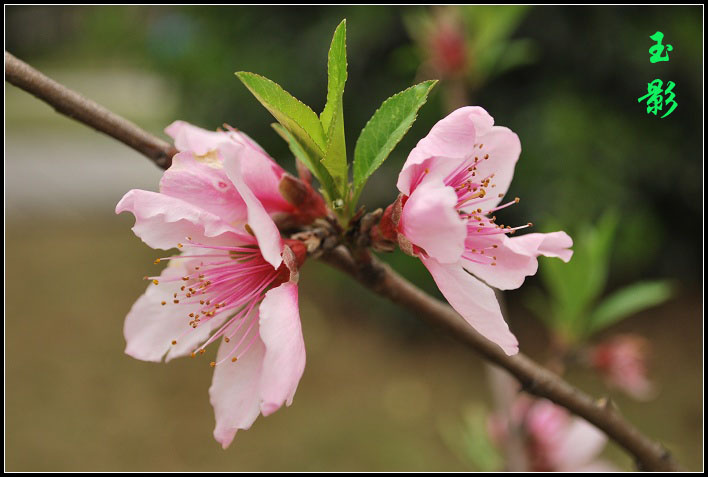 三月桃花