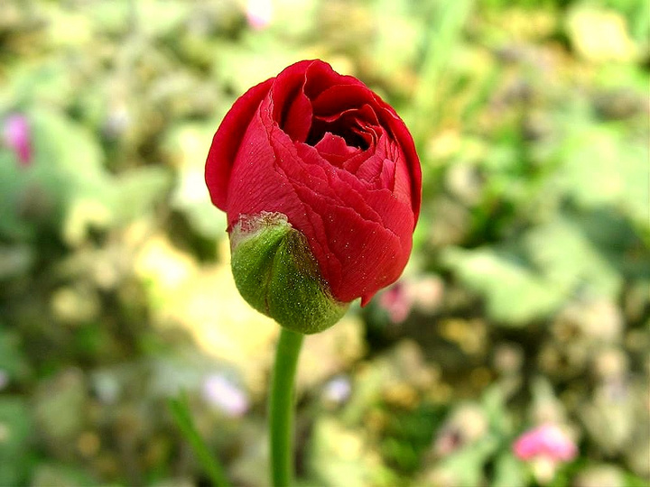 朵朵花儿,带来美丽心情!