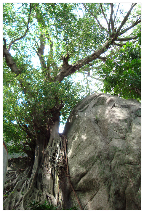 潮州八景--金山古松1 (共p)