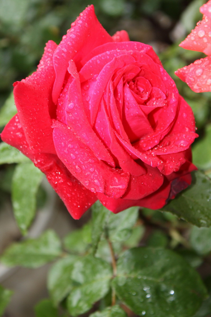 雨中的玫瑰