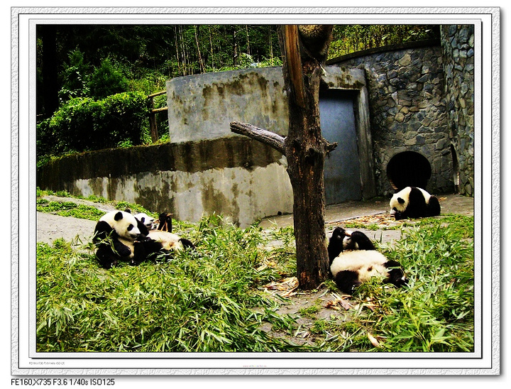【地震前的卧龙熊猫摄影图片】四川卧龙大熊猫保护_网