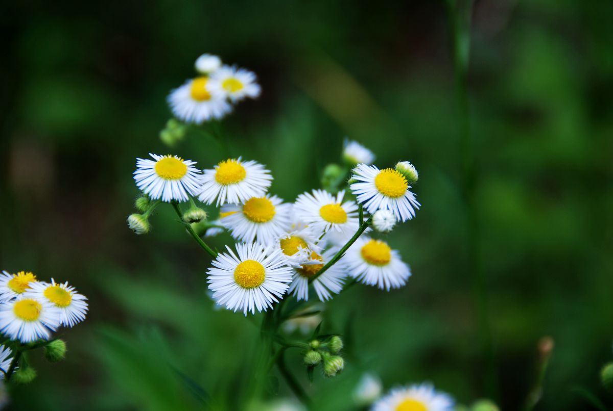雏菊