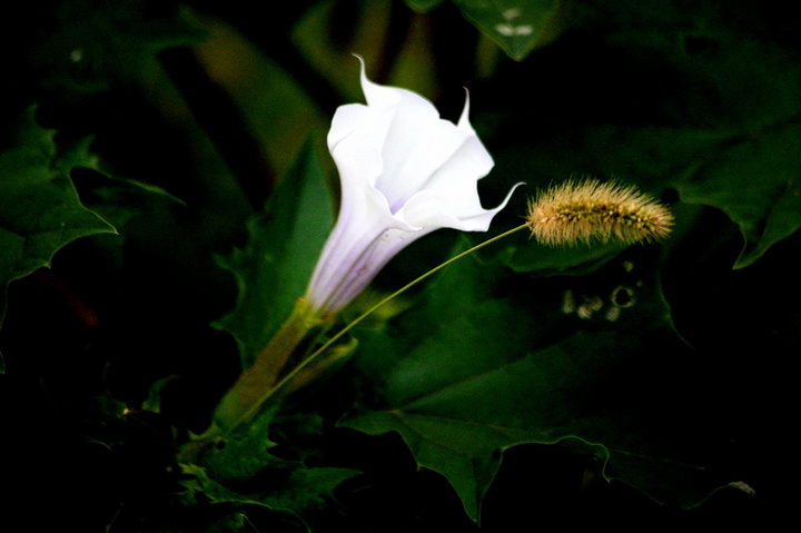 曼陀罗花