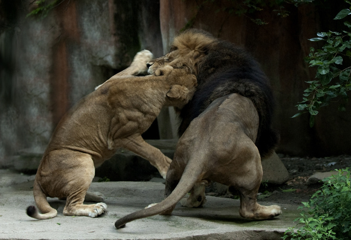 【亲昵的非洲狮摄影图片】上海动物园生态摄影_飞客的摄影部落欢迎您_太平洋电脑网摄影部落