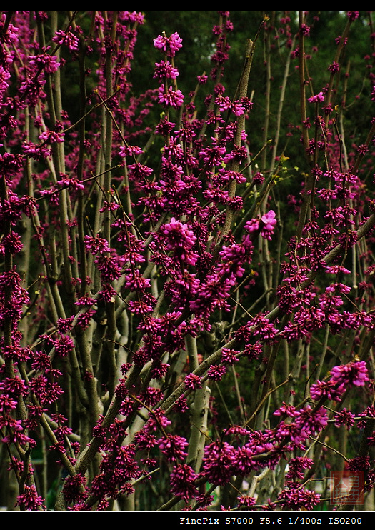 阳春三月 紫荆花开《三》