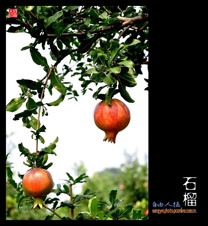 【河阴石榴[竖版]摄影图片】广武百果园生态摄