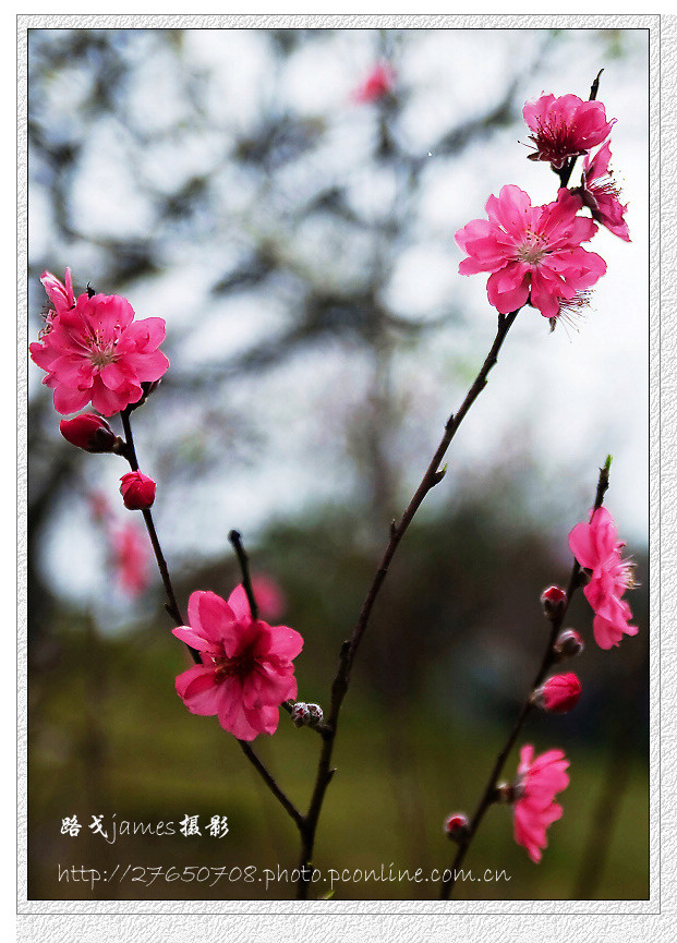 二月桃花