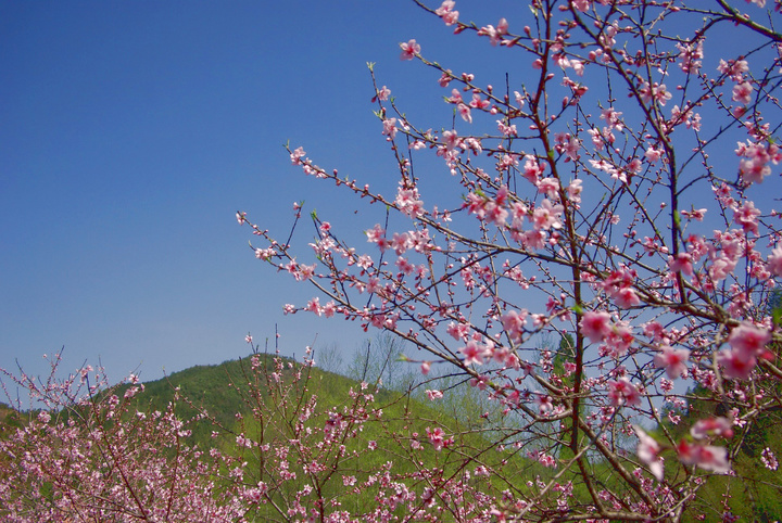 【山丹丹花开红艳艳--桃花摄影图片】开化农村