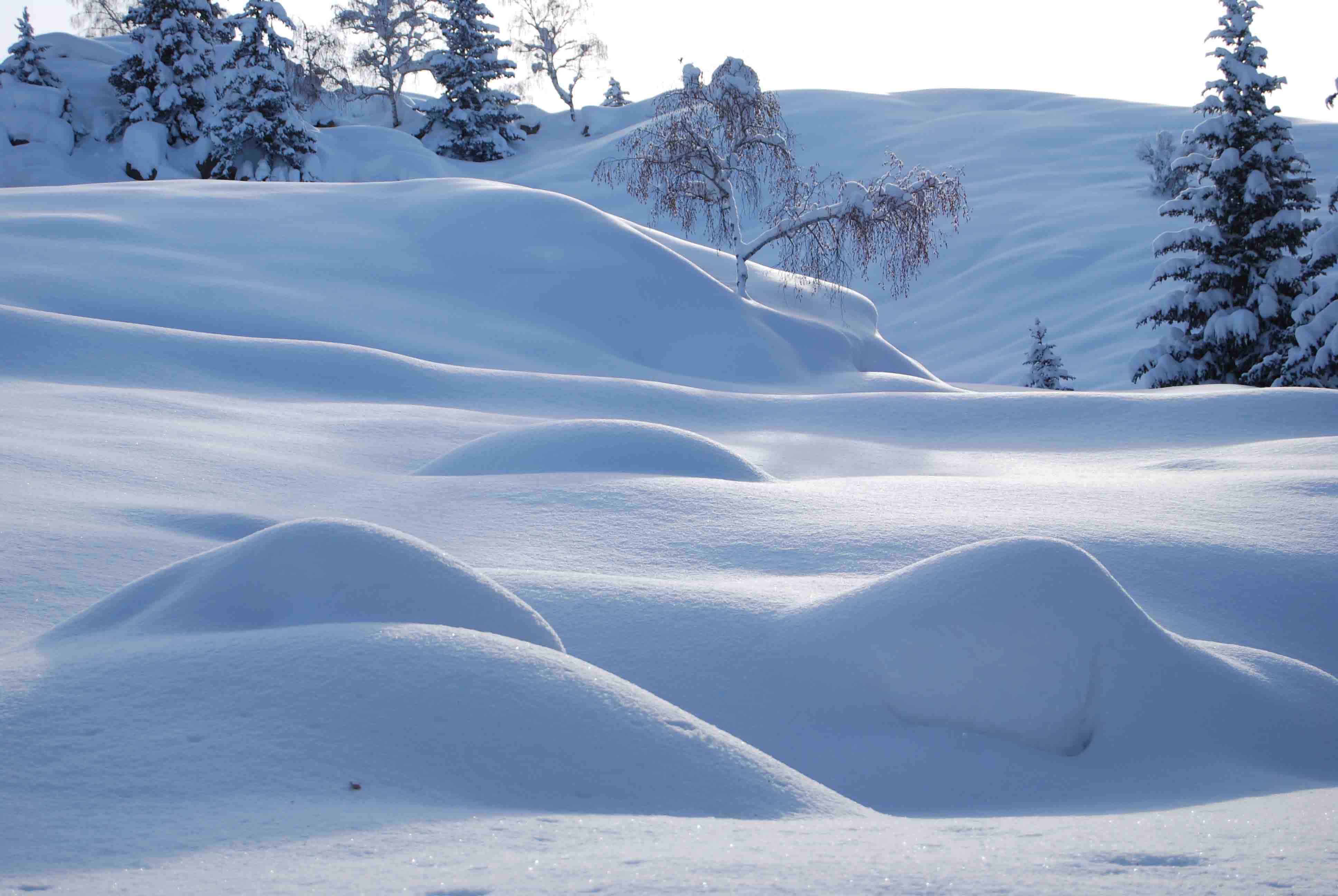 【新疆60年一遇的雪景摄影图片】富蕴风光旅游摄影_在