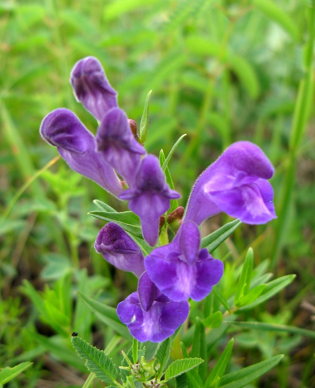 坝上的野花