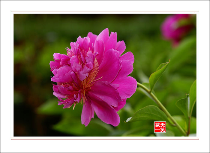 【芍药花开摄影图片】北京良乡西潞园生态摄影