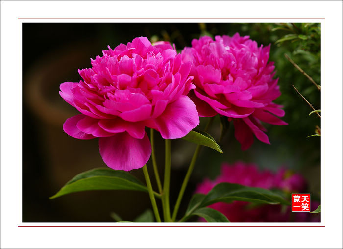 【芍药花开摄影图片】北京良乡西潞园生态摄影