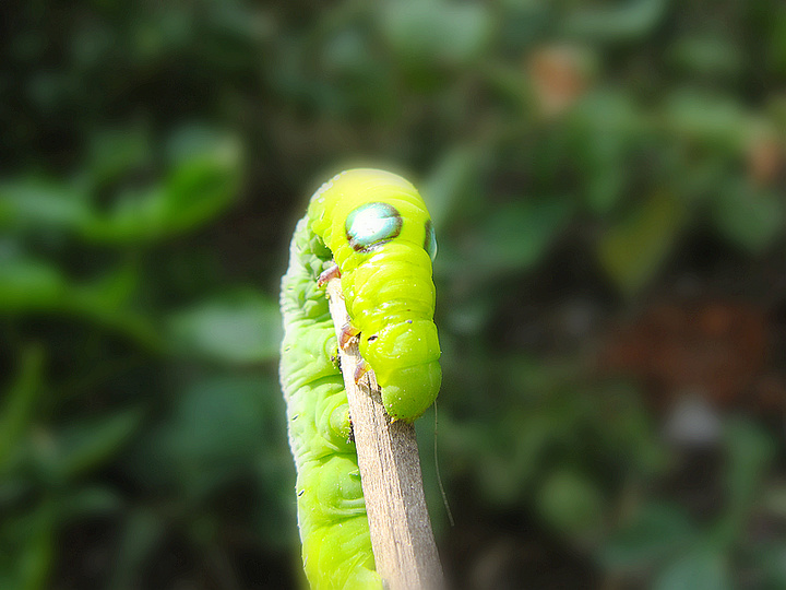虫虫特工