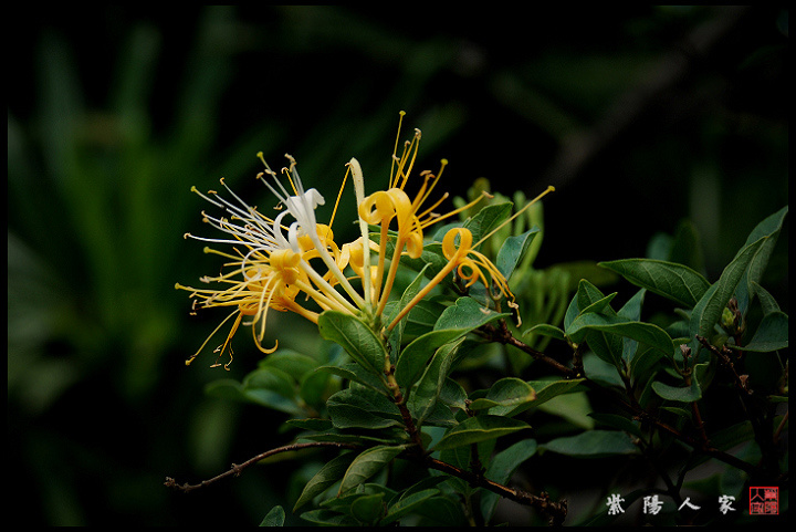 行香子 忍冬花(金银花 绿鬓参差,金笄银缡.曳摇间,昳丽如斯.