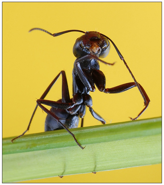 黑蚂蚁(微距)