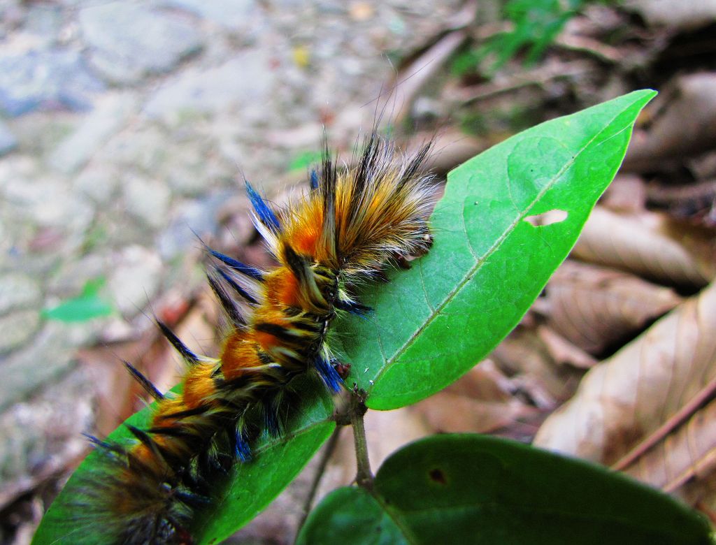 巾子峰(1).肥肥虫,毛毛虫