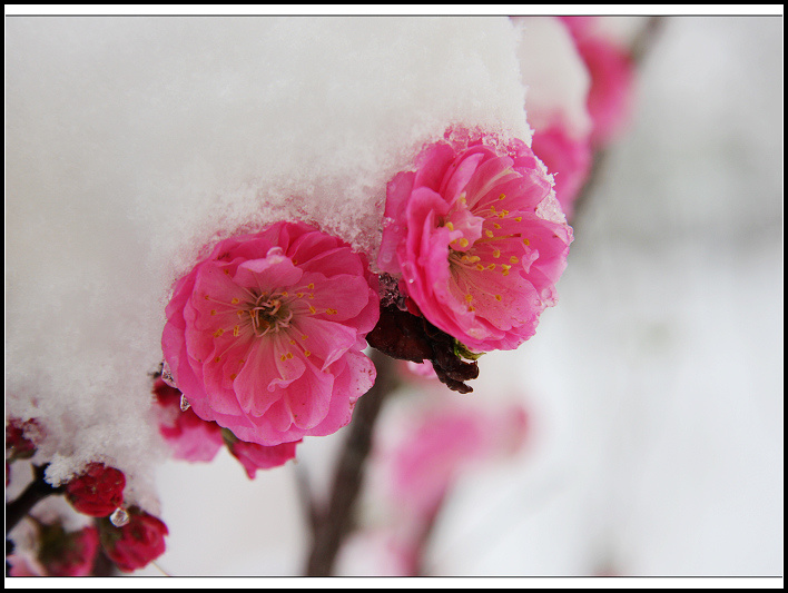 榆梅傲雪