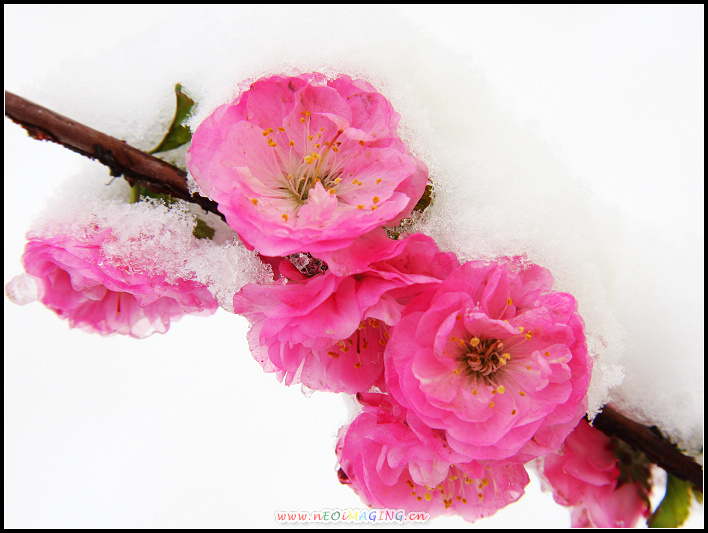 榆梅傲雪