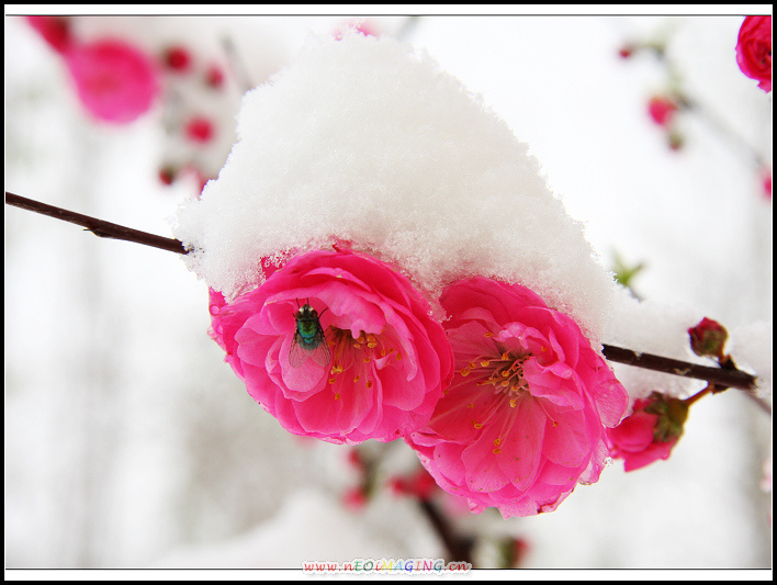 榆梅傲雪