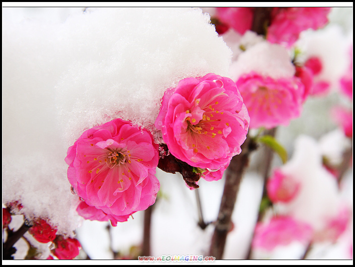 榆梅傲雪