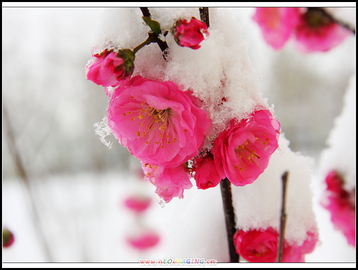 榆梅傲雪