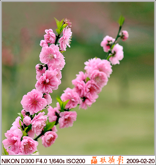 桃花与梅花